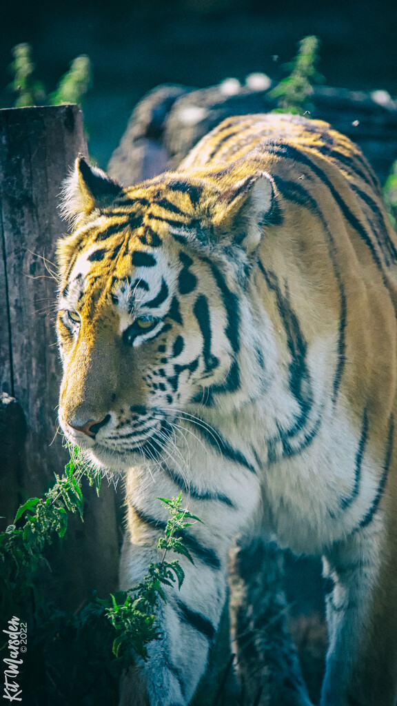 Tiger by manek43509