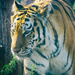 Tiger by manek43509