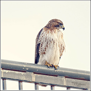 14th Jan 2023 - Red Tailed Hawk