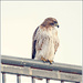 Red Tailed Hawk by bluemoon