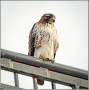 14th Jan 2023 - Red Tailed Hawk