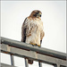 Red Tailed Hawk by bluemoon