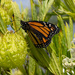 Monarch on a Swan Plant by yorkshirekiwi