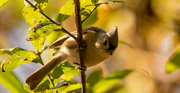 14th Jan 2023 - Tufted Titmouse!