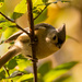 Tufted Titmouse! by rickster549