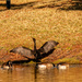 Birds at the Lake! by rickster549