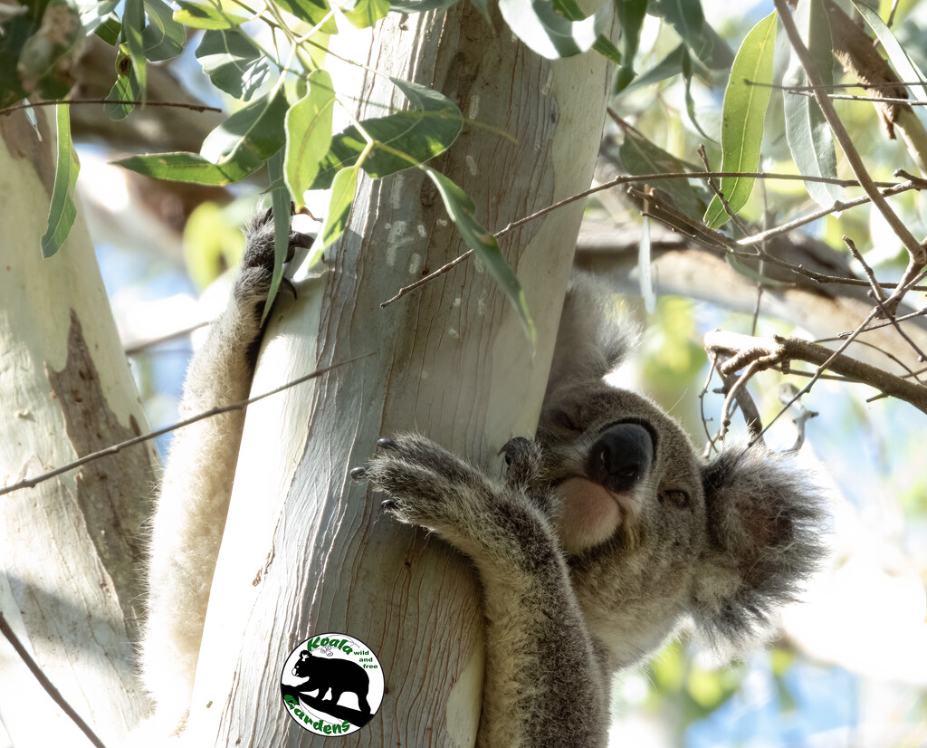 mamma on high by koalagardens