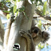 mamma on high by koalagardens