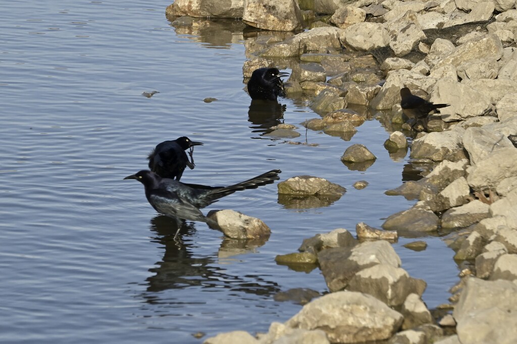 Grackles on the lake shore by metzpah