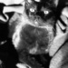 Kitten Kaboodle  by metzpah