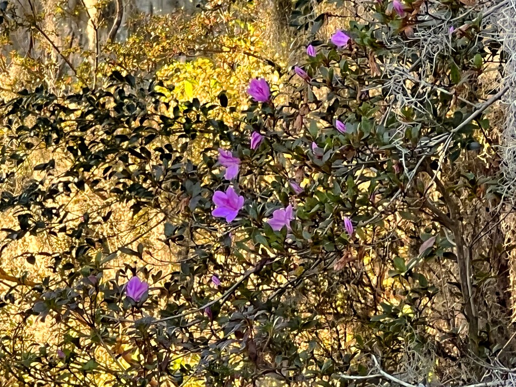 Winter azaleas in afternoon light at the gardens by congaree