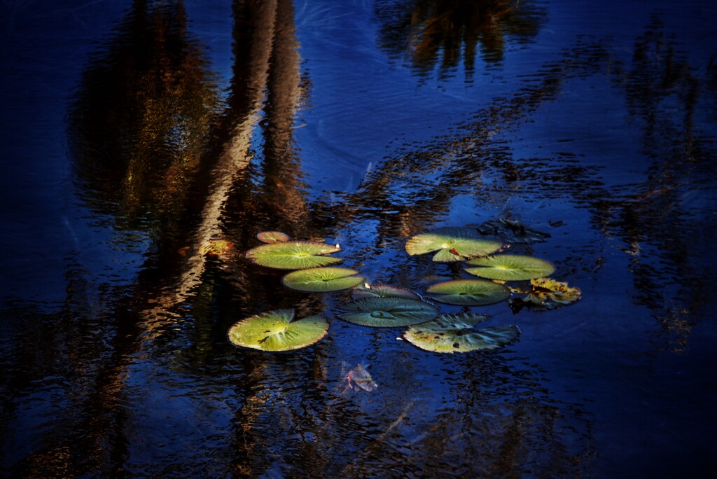 Water lilies  by joemuli