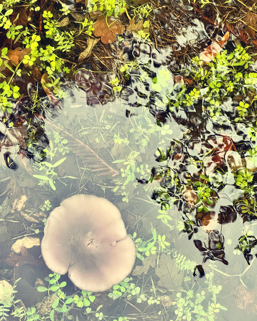Underwater mushroom by shookchung