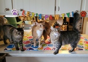 14th Jan 2023 - Time to pawty!
