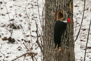 14th Jan 2023 - Pileated Woodpecker