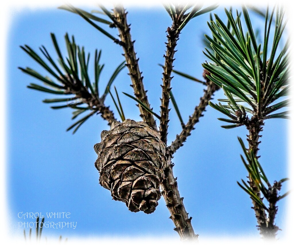 Pine Cone by carolmw
