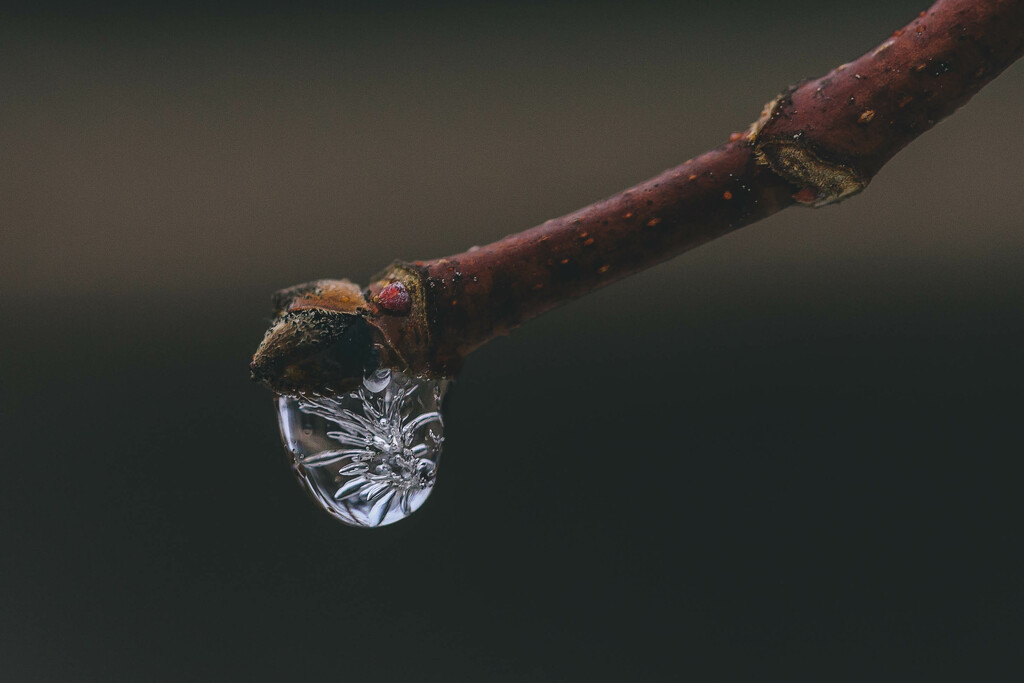 Ice Drop by pamalama