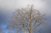 15th Jan 2023 - 01-15 - Branches&trees 1