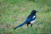 15th Jan 2023 - The Magpie