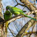 Rose-ringed parakeet by natsnell