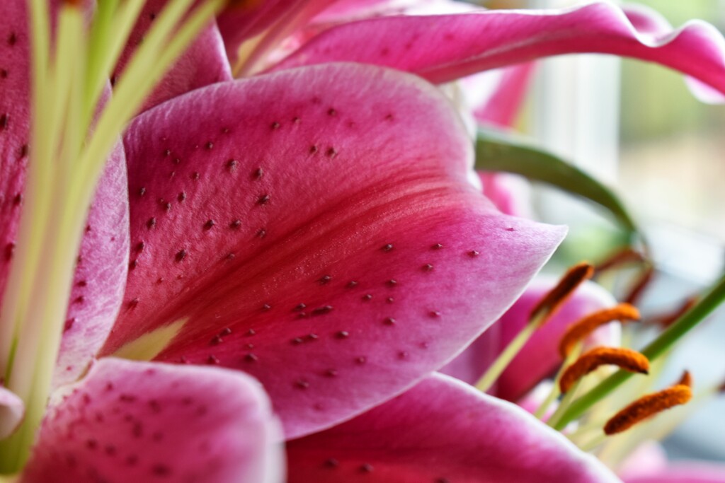 Lily flower petal by anitaw