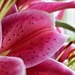Lily flower petal by anitaw