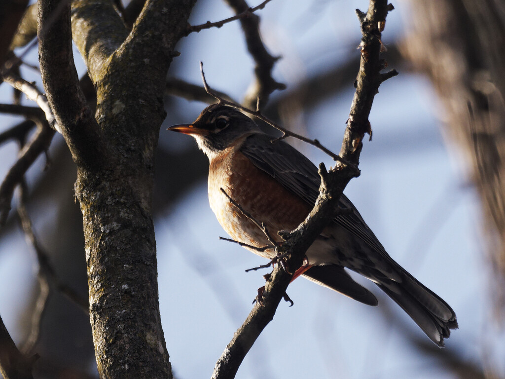 American robin playing in the shadows  by rminer