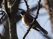 15th Jan 2023 - American robin playing in the shadows 
