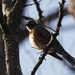 American robin playing in the shadows 