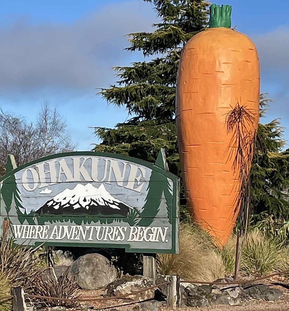 A well photographed carrot , most visitors to NZ might have seen this . by Dawn