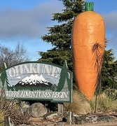 16th Jan 2023 - A well photographed carrot , most visitors to NZ might have seen this .