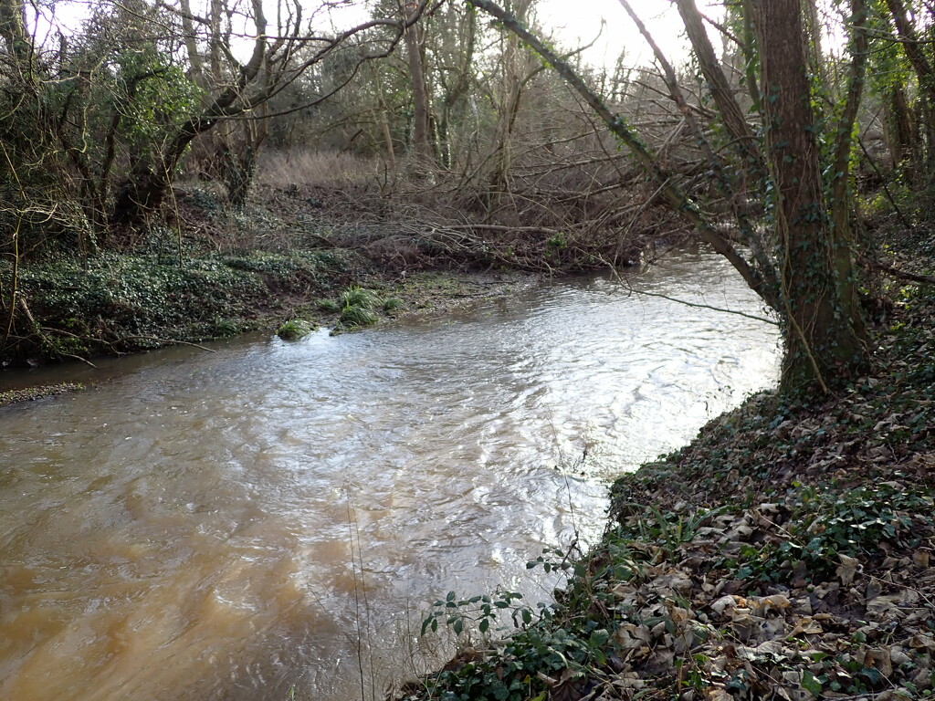 Fast flowing by speedwell