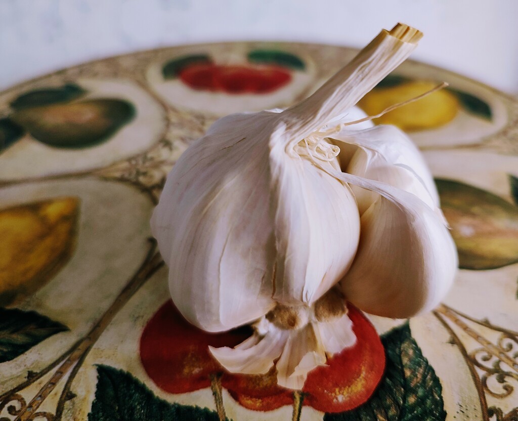 Humble Garlic Bulb by countrylassie