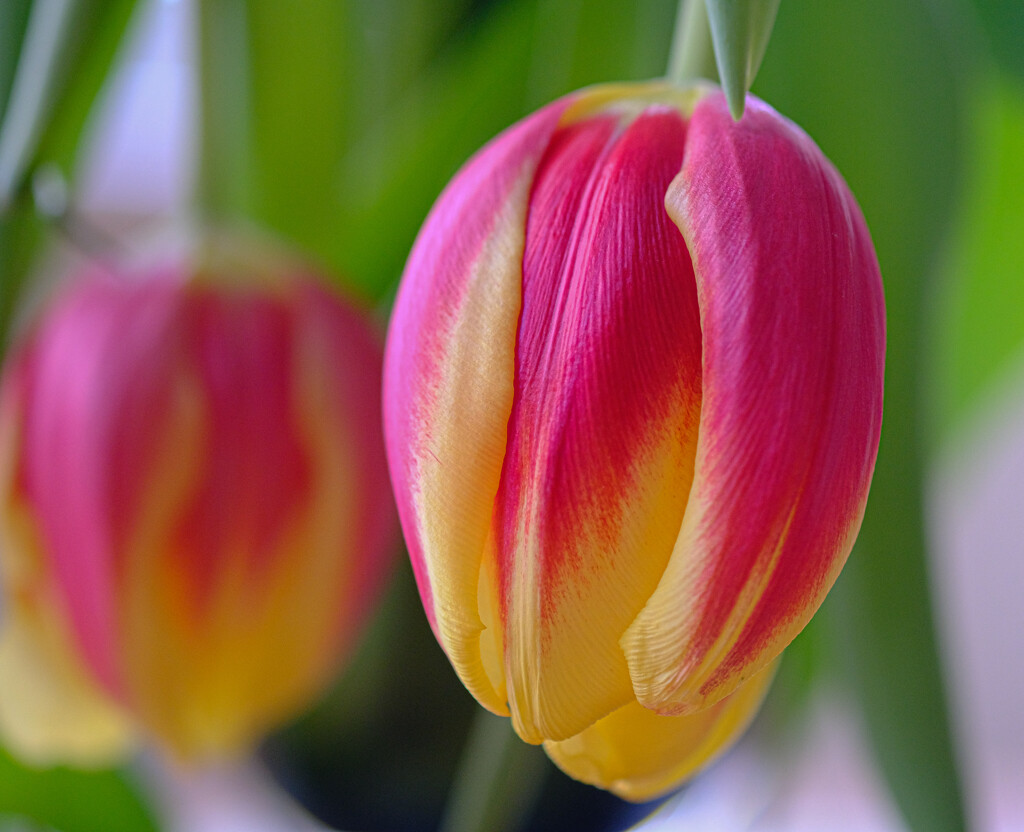 Flopped Tulips by 365nick