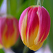 Flopped Tulips by 365nick