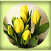 Yellow Tulips.  by beryl