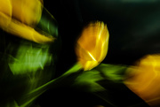 14th Jan 2023 - tulips in the abstract