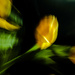 tulips in the abstract by aecasey
