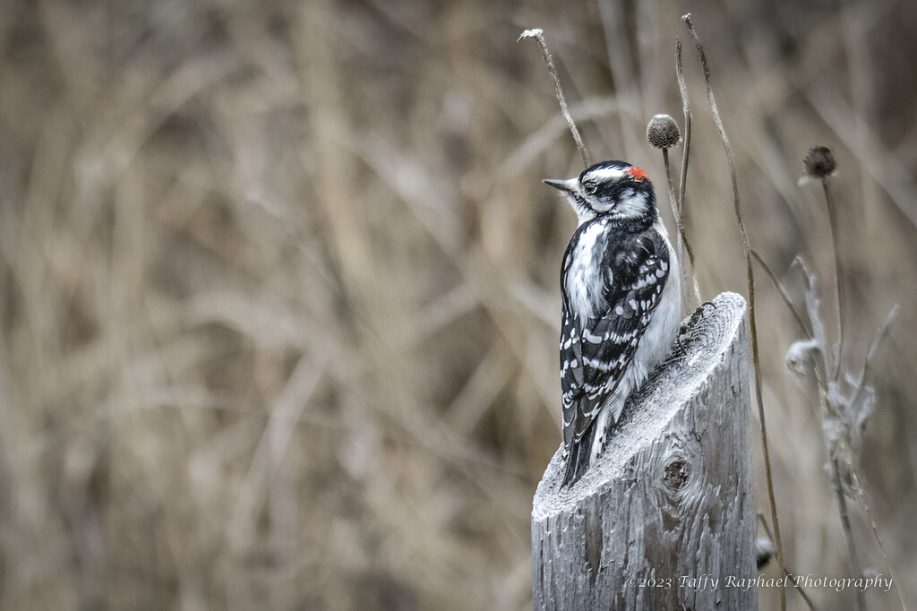 Downy Woodpecker Takes a Rest by taffy