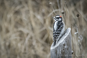 13th Jan 2023 - Downy Woodpecker Takes a Rest