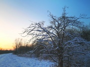 15th Jan 2023 - Snowy Path at Sunset