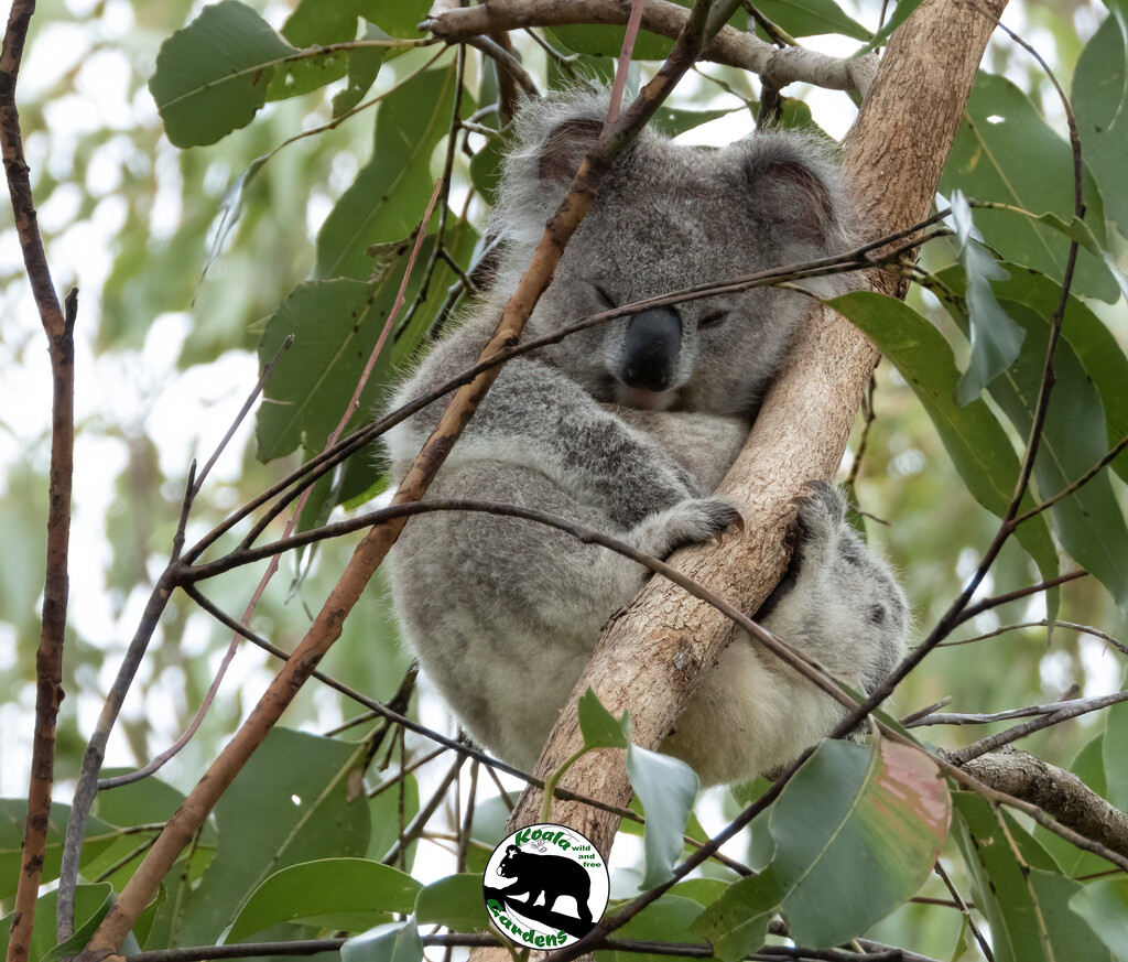 fat bottoms by koalagardens