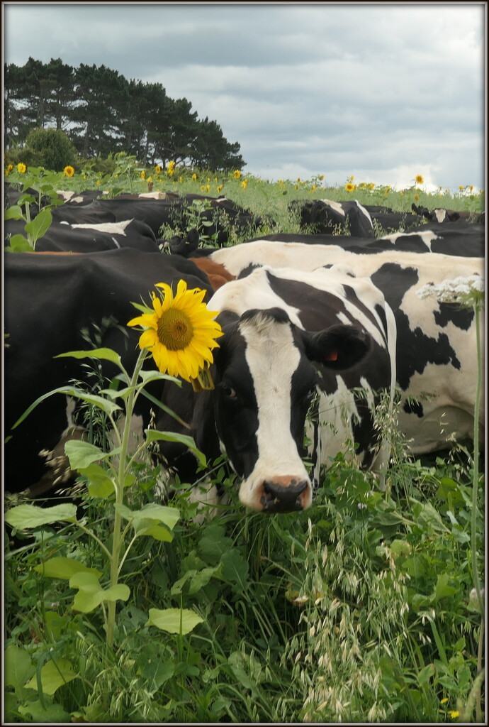 Happy Cows by dide