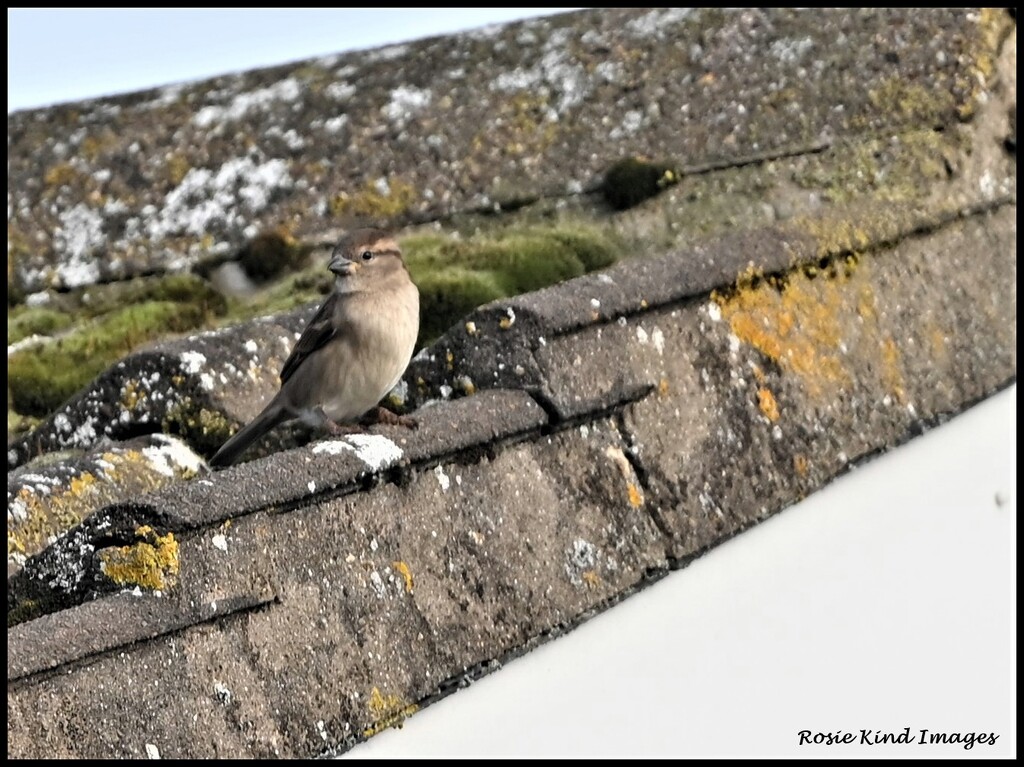 Little house sparrow by rosiekind