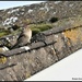 Little house sparrow by rosiekind