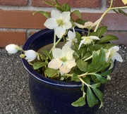 16th Jan 2023 - Hellebores going from strength to strength