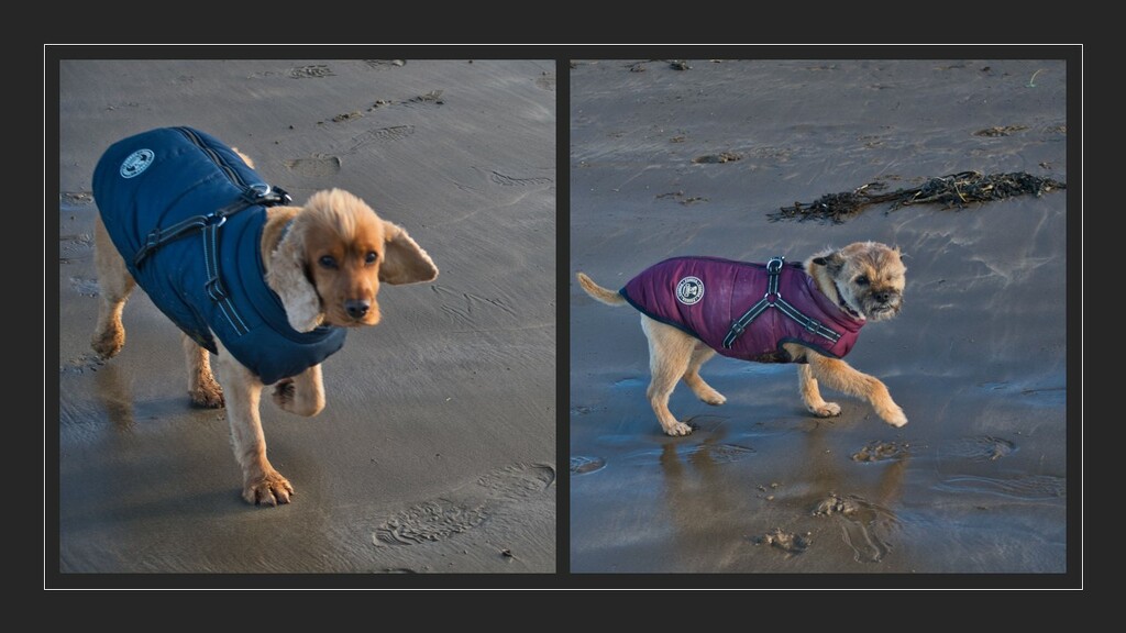 015 - Dogs on the beach by charliem_98