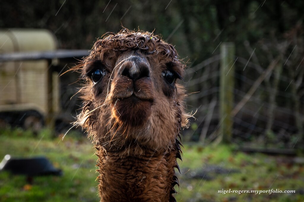 This rain messes with my hairstyle by nigelrogers