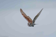 16th Jan 2023 - Barn Owl 