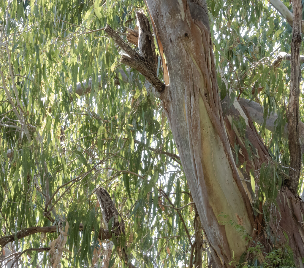 the pretty pair by koalagardens
